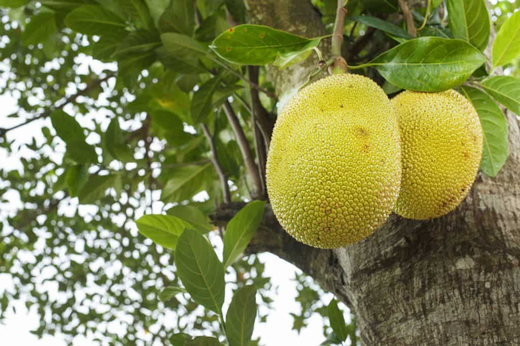 Jackfruit