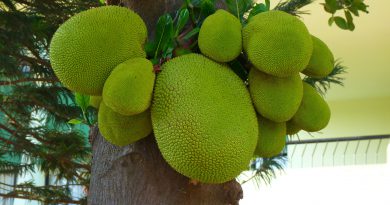Jackfruit