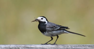 Wisentgehge Springe Insektentag
