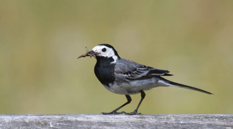Wisentgehge Springe Insektentag